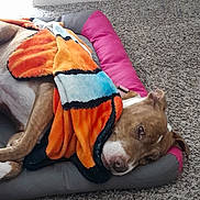 Ariel is registered to the contest to win money with this photo: animal, bed, blanket, brown_dog, carpet, colorful_blanket, comfort, cozy, cushion, dog, domestic, fur, home, indoor, lying_down, pet, quiet, relaxed, resting, sleepy