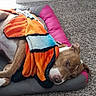 animal, bed, blanket, brown_dog, carpet, colorful_blanket, comfort, cozy, cushion, dog, domestic, fur, home, indoor, lying_down, pet, quiet, relaxed, resting, sleepy