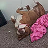 Ariel joined the competition — help win amazing prizes! animal, blanket, brown_dog, canine, carpet, collar, cozy, cute, dog, domestic, floor, happy, home, indoor, lying_down, pet, pink_blanket, playful, relaxed, resting