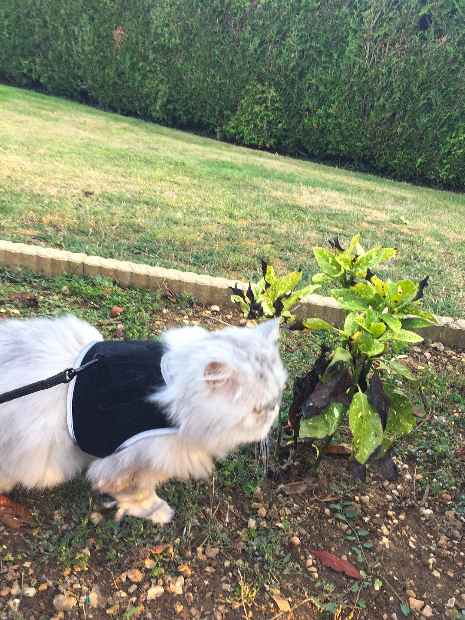 Prada a rejoint le concours — aidez-le/la à gagner de superbes lots ! autumn, canidae, carnivore, dog, dog_breed, dog_walking, grass, leaf, mountain, pasture, petit_basset_griffon_vendeen, plant, shrub, sporting_group, tree, wilderness