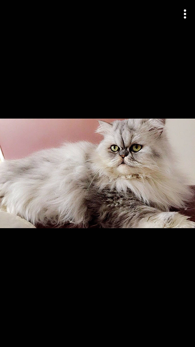 Prada a rejoint le concours — aidez-le/la à gagner de superbes lots ! asian, asian_semi_longhair, british_longhair, british_semi_longhair, carnivore, cat, domestic_long_haired_cat, eye, felidae, fur, kitten, mammal, napoleon_cat, norwegian_forest_cat, persian, ragamuffin, ragdoll, siberian, small_to_medium_sized_cats, whiskers