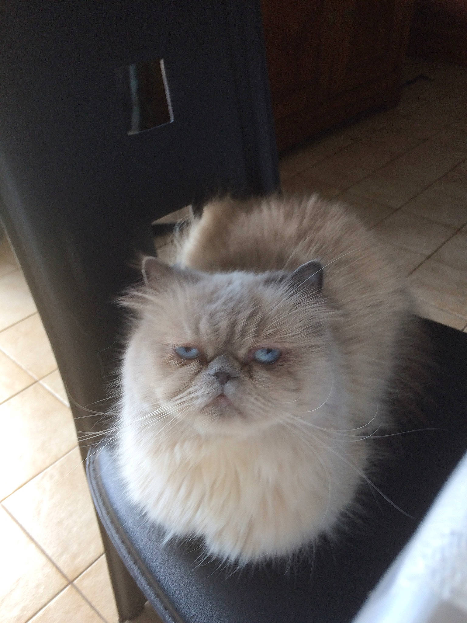 Gucci a rejoint le concours — aidez-le/la à gagner de superbes lots ! asian_semi_longhair, british_longhair, british_semi_longhair, carnivore, cat, domestic_long_haired_cat, eye, fawn, felidae, fur, himalayan, kitten, mammal, napoleon_cat, persian, skin, small_to_medium_sized_cats, whiskers