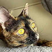 Memow is registered to the contest to win money with this photo: cat, tortoiseshell, close_up, yellow_eyes, whiskers, fur, indoor, blanket, resting, pet, animal, face, portrait, cozy, soft_texture, looking_away, ears, cute, feline, domestic_cat