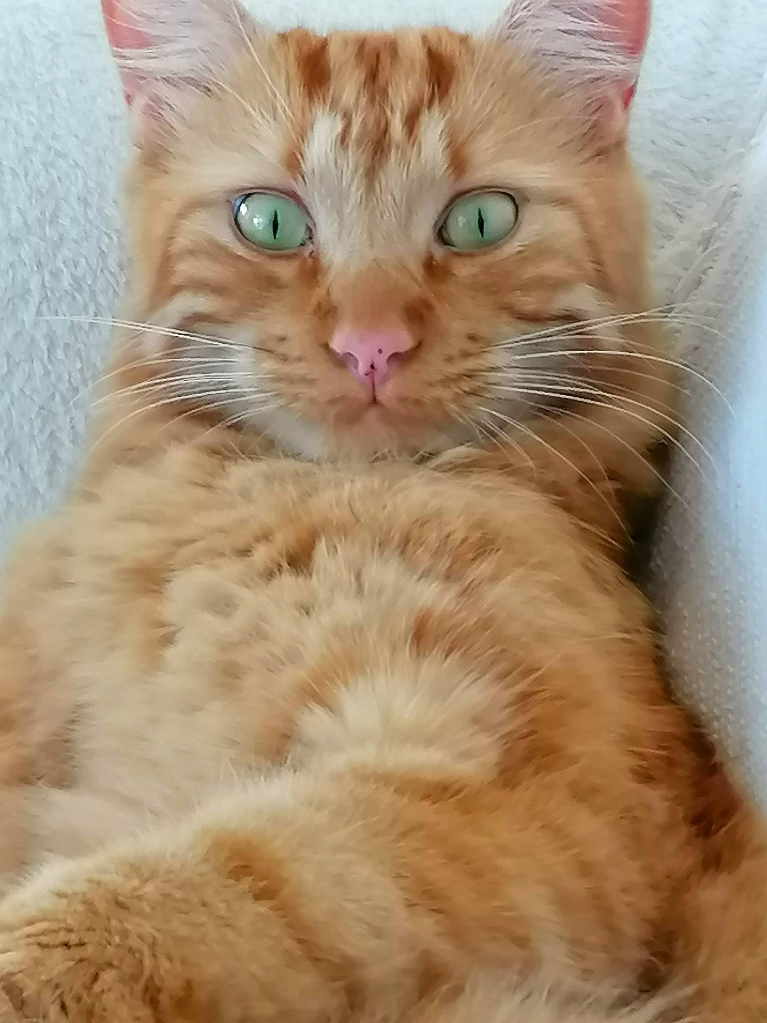 Orion participe au concours pour gagner de l'argent avec cette photo : bed, carnivore, cat, claw, comfort, domestic_short_haired_cat, ear, eye, fawn, felidae, fur, gesture, paw, small_to_medium_sized_cats, snout, tail, tree, whiskers, window