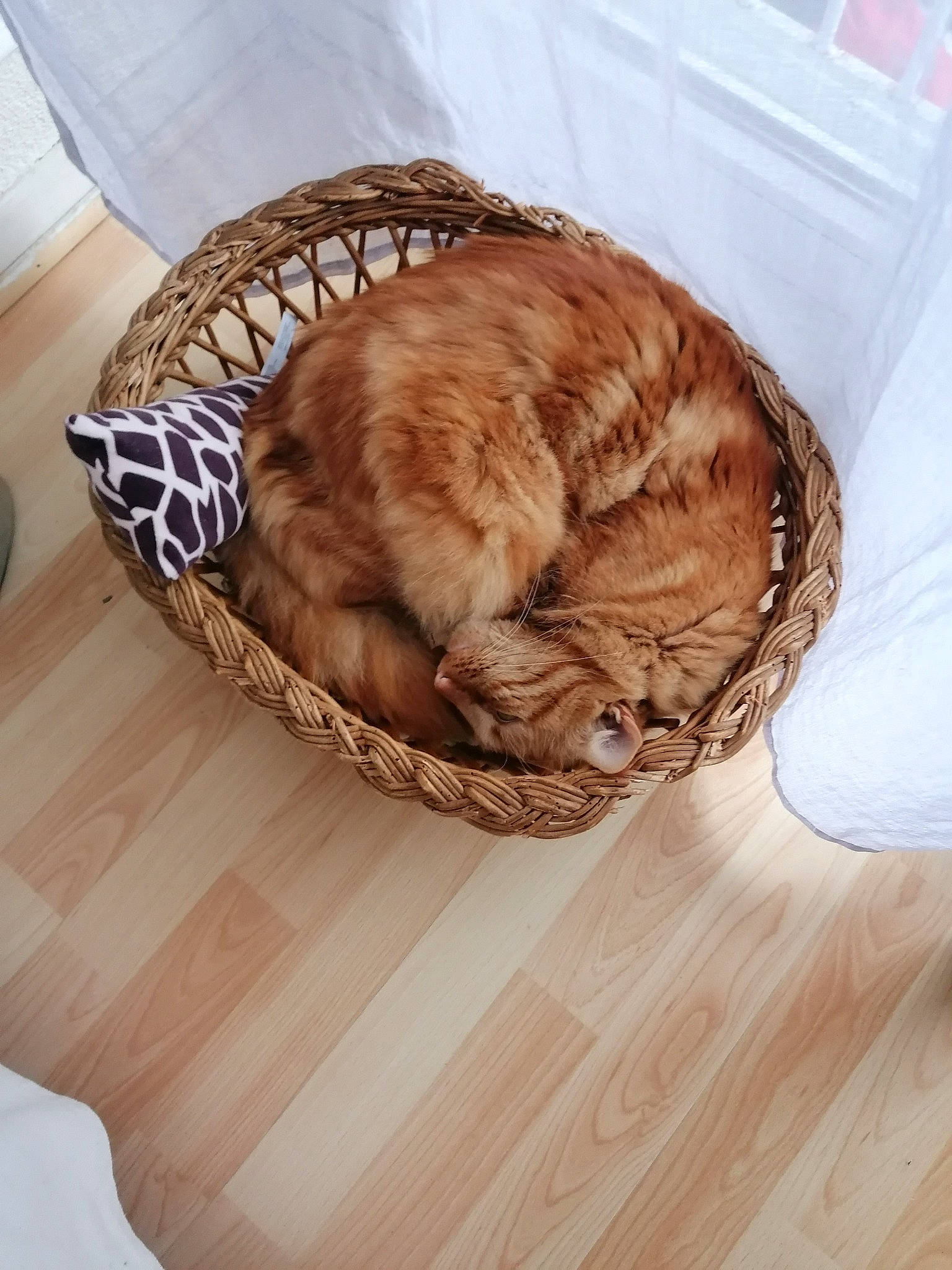 Orion participe au concours pour gagner de l'argent avec cette photo : basket, carnivore, cat, cat_supply, comfort, companion_dog, dog_breed, domestic_short_haired_cat, fawn, felidae, flooring, fur, hardwood, liver, pet_supply, small_to_medium_sized_cats, sporting_group, tail, whiskers, wood