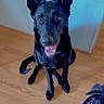 Ravioli is registered to the contest to win money with this photo: dog, black_dog, pets, indoor, wooden_floor, happy, looking_up, ears_up, two_dogs, canine, fur, tongue, eyes, companion, animal, playful, friendly, cute, domestic, portrait