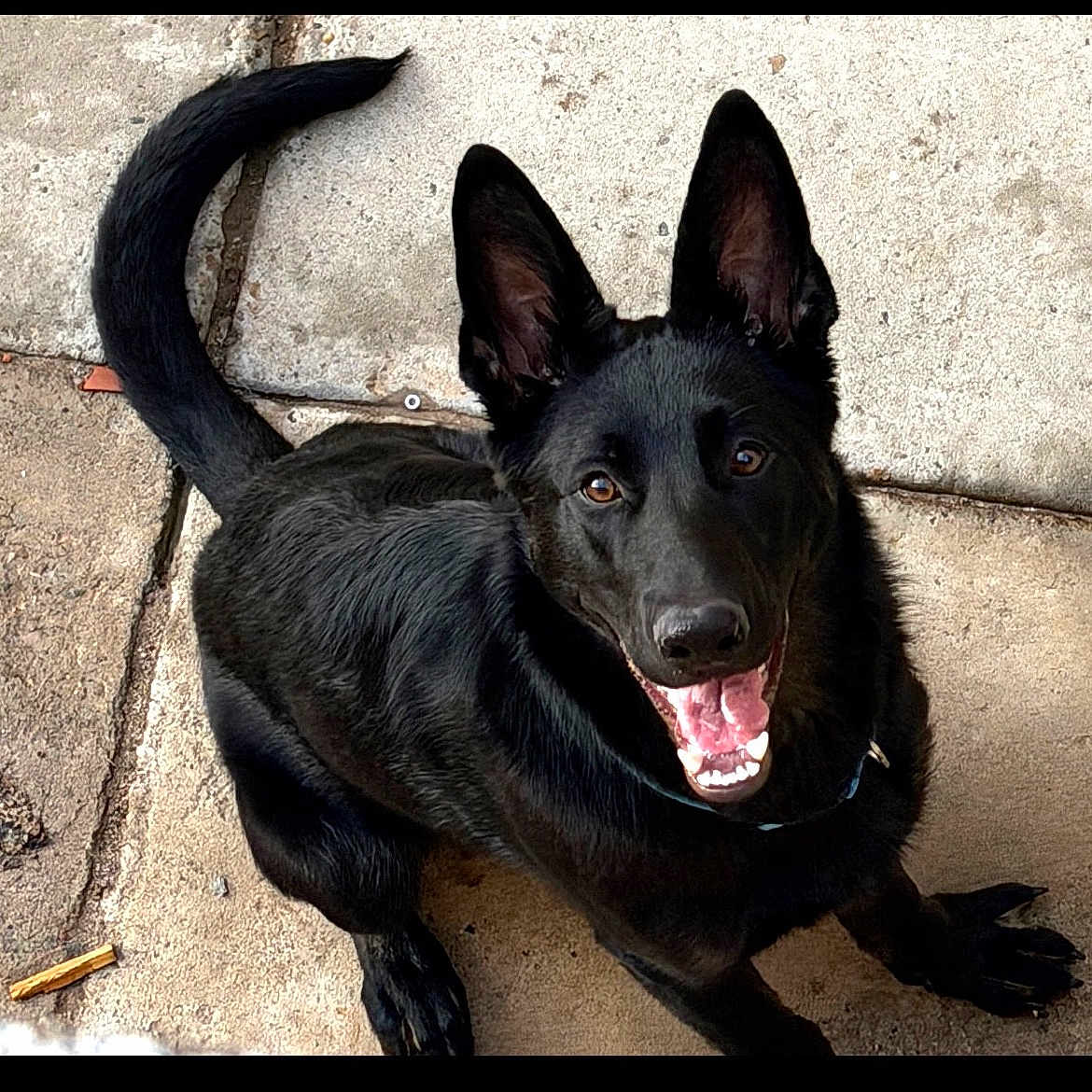 Ravioli is registered to the contest to win money with this photo: dog, black_dog, pet, canine, animal, happy, smiling, ears, tail, outdoor, concrete, looking_up, playful, friendly, fur, tongue, teeth, collar, mammal, paw