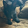 Ravioli is registered to the contest to win money with this photo: dog, black_dog, pet, indoor, couch, furniture, chewing, toy, relaxed, ears, animal, canine, home, cozy, resting, fabric, pattern, paw, snout, light