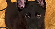 Ravioli is registered to the contest to win money with this photo: puppy, dog, black_fur, ears, wooden_floor, pet, indoor, cord, looking_up, cute, animal, young_dog, fur, flooring, domestic_animal, companion, small_dog, portrait, eyes, sitting