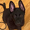 puppy, dog, black_fur, ears, wooden_floor, pet, indoor, cord, looking_up, cute, animal, young_dog, fur, flooring, domestic_animal, companion, small_dog, portrait, eyes, sitting