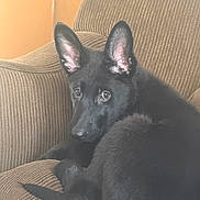 Ravioli joined the competition — help win amazing prizes! dog, puppy, black_dog, pet, couch, furniture, indoor, cozy, ears, curled_up, looking, brown, texture, animal, canine, companion, home, relaxed, cute, young