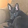 dog, puppy, black_dog, pet, couch, furniture, indoor, cozy, ears, curled_up, looking, brown, texture, animal, canine, companion, home, relaxed, cute, young