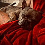 dog, sleeping, brindle, blanket, red, tattoo, arm, cozy, relaxation, indoor, pet, closeup, rest, comfort, furry, animal, snuggle, peaceful, warm, nap