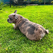 Lenny Alias Saucisse a rejoint le concours — aidez-le/la à gagner de superbes lots ! dog, french_bulldog, brindle, grass, lawn, garden, outdoor, pet, animal, greenery, chair, relaxing, backyard, sunny, daytime, small_tree, toy, nature, canine, resting