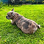 dog, french_bulldog, brindle, grass, lawn, garden, outdoor, pet, animal, greenery, chair, relaxing, backyard, sunny, daytime, small_tree, toy, nature, canine, resting