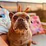 dog, french_bulldog, pet, outdoor, cushion, chair, human_hand, bunny_ears, sunset, golden_hour, animal, cute, close_up, portrait, blurred_background, fence, person, funny, relaxing, warm_light