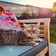Lou La Reine a rejoint le concours — aidez-le/la à gagner de superbes lots ! cat, gray_tabby, wooden_chair, cushion, outdoor, sunset, garden, pillow, floral_pattern, pet, animal, feline, relaxed, amber_eyes, fur, whiskers, daylight, backyard, nature, resting