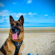 Diego a rejoint le concours — aidez-le/la à gagner de superbes lots ! dog, german_shepherd, beach, sand, sky, clouds, harness, tongue_out, outdoor, canine, pet, animal, footwear, blue_sandals, summer, vacation, nature, sunny, happy, leash