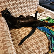 Chapo is registered to the contest to win money with this photo: animal, architecture, armchair, blackcat, blanket, building, cat, chair, couch, cushion, furniture, homedecor, indoors, kitten, linen, livingroom, pet, quilt, room, velvet