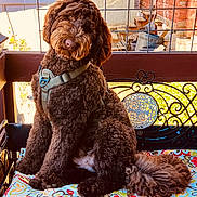 Zydeco is registered to the contest to win money with this photo: autumn, bench, brown_dog, curly_coat, cushion, cute, dog, fence, flower_pattern, fluffy, garden, harness, head_tilt, outdoor, pet, plant_pot, sitting, sunlight, wood, wrought_iron