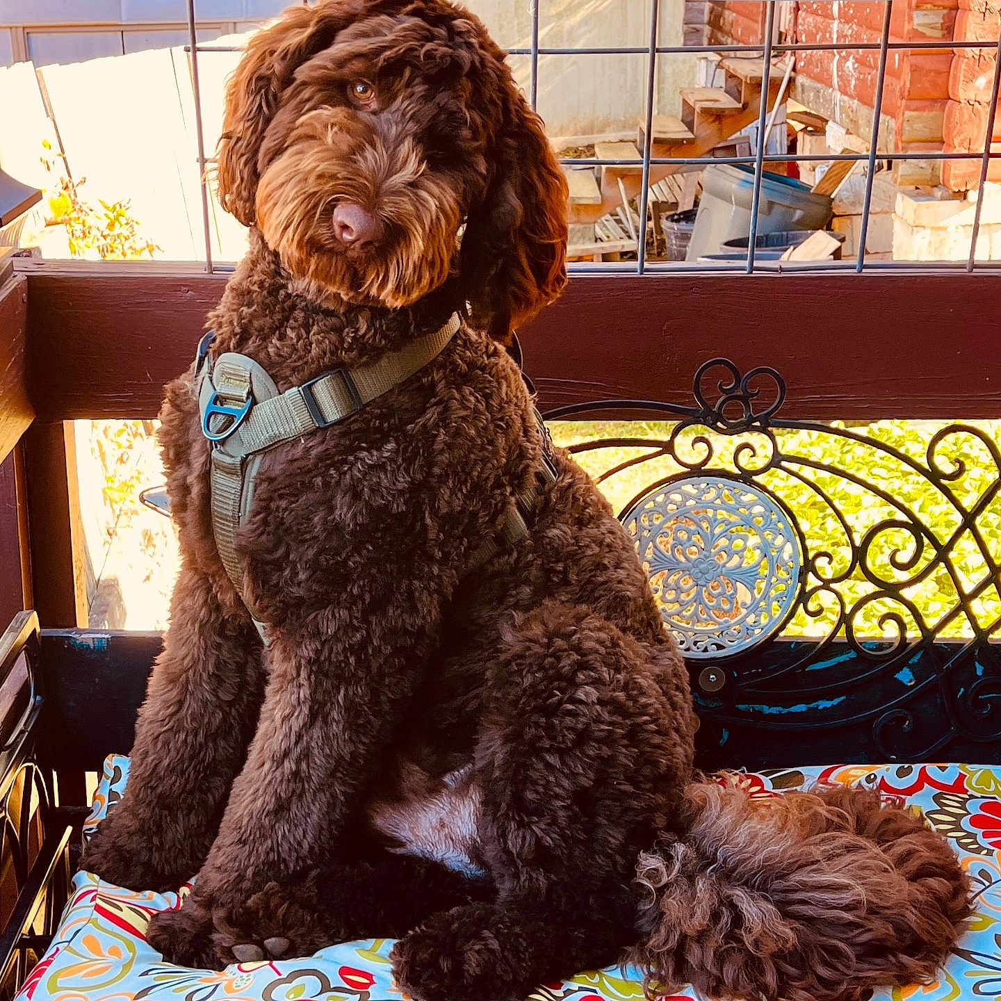 Zydeco is registered to the contest to win money with this photo: autumn, bench, brown_dog, curly_coat, cushion, cute, dog, fence, flower_pattern, fluffy, garden, harness, head_tilt, outdoor, pet, plant_pot, sitting, sunlight, wood, wrought_iron