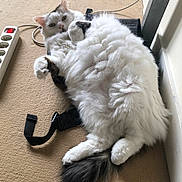 Ruby participe au concours pour gagner de l'argent avec cette photo : cat, fluffy, white, black_patches, carpet, indoor, relaxed, lounging, paws, tail, power_strip, plug, black_strap, fur, pet, animal, cute, resting, domestic, cozy