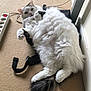 cat, fluffy, white, black_patches, carpet, indoor, relaxed, lounging, paws, tail, power_strip, plug, black_strap, fur, pet, animal, cute, resting, domestic, cozy