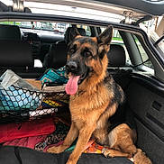 Louna a rejoint le concours — aidez-le/la à gagner de superbes lots ! german_shepherd, dog, car, trunk, pet, animal, tongue_out, sitting, fur, ears, paw, transport, vehicle_interior, leash, collar, happy, domestic_animal, canine, open_trunk, daylight