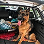 german_shepherd, dog, car, trunk, pet, animal, tongue_out, sitting, fur, ears, paw, transport, vehicle_interior, leash, collar, happy, domestic_animal, canine, open_trunk, daylight
