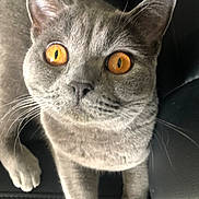 Fripouille participe au concours pour gagner de l'argent avec cette photo : cat, gray_cat, amber_eyes, pet, animal, feline, close_up, whiskers, curious, looking_at_camera, indoor, fur, ears, nose, paws, sitting, portrait, domestic_cat, face, eyes