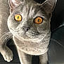 cat, gray_cat, amber_eyes, pet, animal, feline, close_up, whiskers, curious, looking_at_camera, indoor, fur, ears, nose, paws, sitting, portrait, domestic_cat, face, eyes