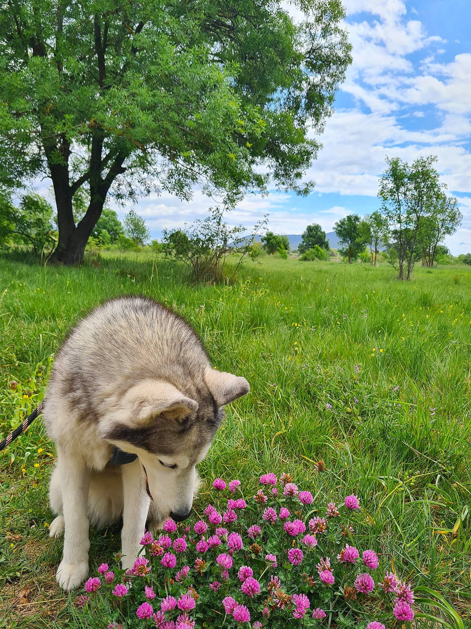 Iska a rejoint le concours — aidez-le/la à gagner de superbes lots ! carnivore, cat, cloud, dog_breed, fawn, felidae, flower, grass, grassland, green, groundcover, herbaceous_plant, meadow, natural_landscape, plant, sky, terrestrial_animal, tree, whiskers, working_animal