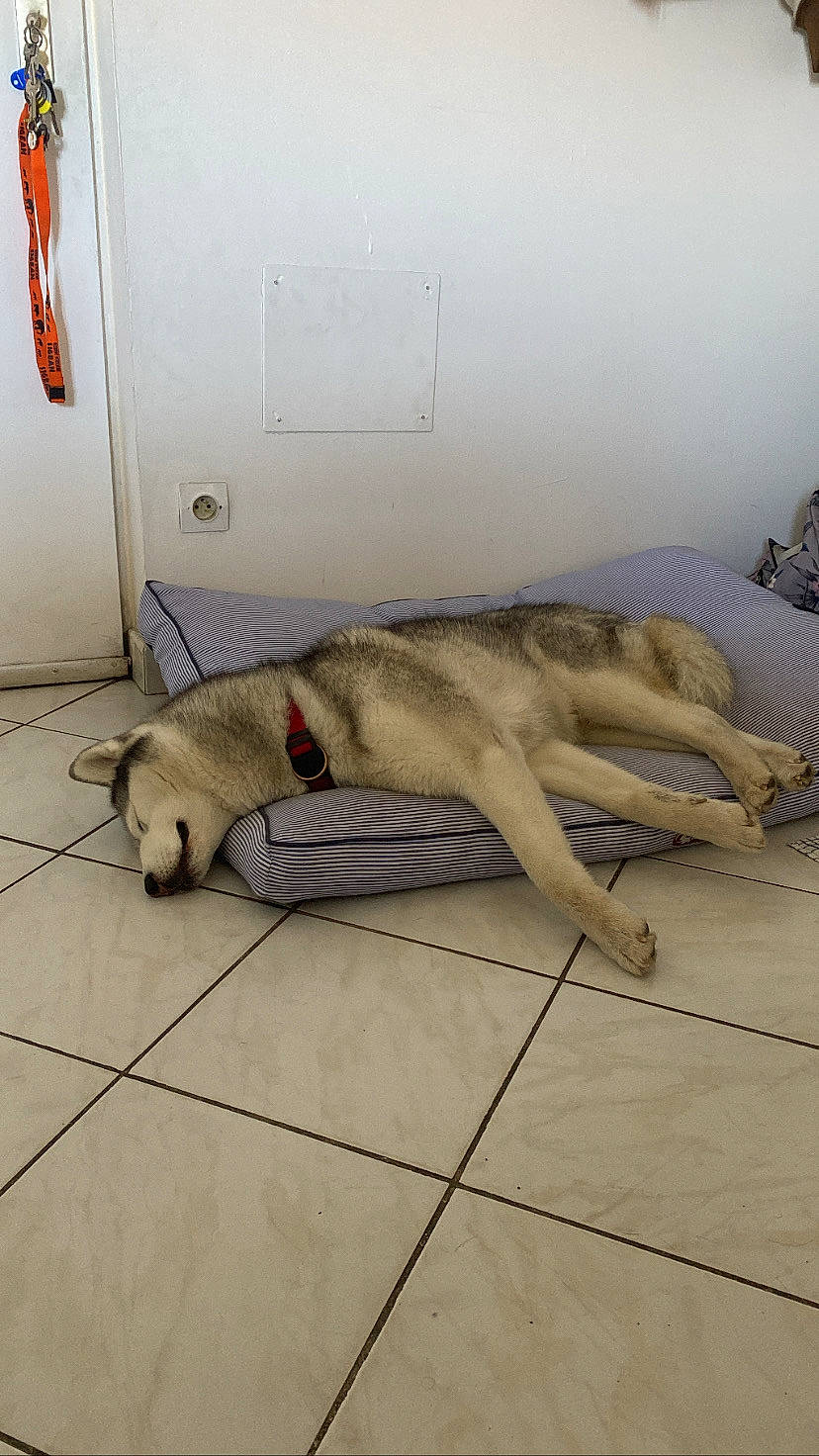 Iska a rejoint le concours — aidez-le/la à gagner de superbes lots ! art, canidae, carnivore, comfort, companion_dog, dog, dog_breed, fawn, felidae, flooring, fur, hardwood, human_leg, leg, retriever, room, small_to_medium_sized_cats, sporting_group, tail, wood