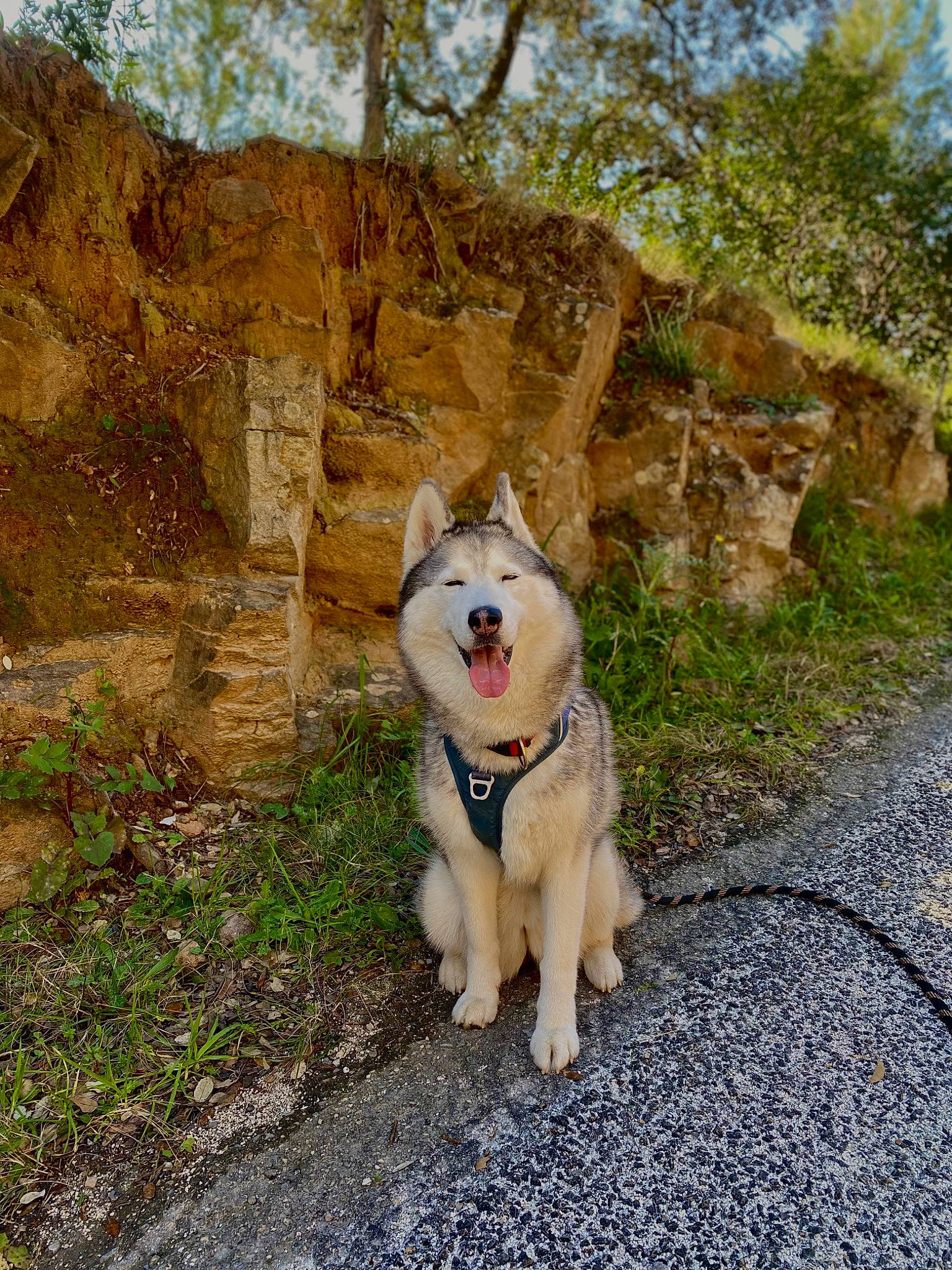 Iska a rejoint le concours — aidez-le/la à gagner de superbes lots ! canidae, carnivore, collar, companion_dog, dog, dog_breed, dog_collar, dog_supply, fawn, grass, leash, pet_supply, plant, rock, sky, snout, soil, sporting_group, tree, working_animal