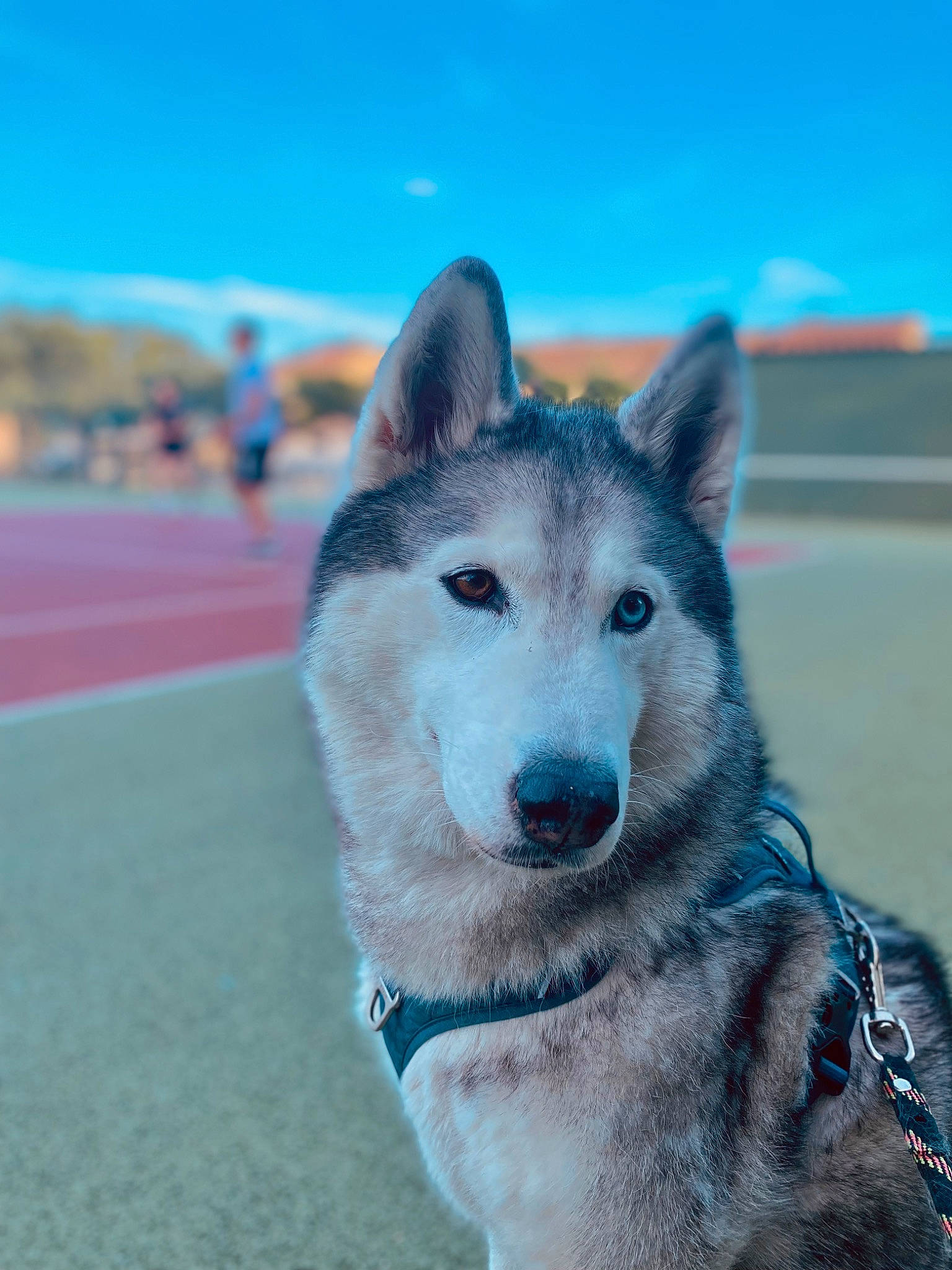 Iska a rejoint le concours — aidez-le/la à gagner de superbes lots ! canidae, canis, carnivore, cloud, dog, dog_breed, electric_blue, fur, jaw, recreation, siberian_husky, sky, sled_dog, slope, snout, sporting_group, whiteboard, winter, wolf, working_dog