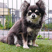 Phoenix participe au concours pour gagner de l'argent avec cette photo : animal, backyard, canine, chihuahua, cockerspaniel, den, dog, doghouse, eskimodog, fence, grass, indoors, lawn, nature, outdoors, papillon, pet, plant, puppy, yard