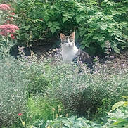 Lili a rejoint le concours — aidez-le/la à gagner de superbes lots ! cat, garden, plants, flowers, greenery, nature, outdoor, foliage, pet, animal, curious, wildlife, leafy, shrub, bush, colorful, flora, soft_focus, hidden, quiet