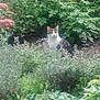 cat, garden, plants, flowers, greenery, nature, outdoor, foliage, pet, animal, curious, wildlife, leafy, shrub, bush, colorful, flora, soft_focus, hidden, quiet
