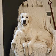 Alphy participe au concours pour gagner de l'argent avec cette photo : blanket, blanket_texture, calm, cane, chair, cozy, dog, floor, fur, furniture, golden_retriever, home_interior, indoor, looking_at_camera, paws, pet, portrait, sitting, toy, wall