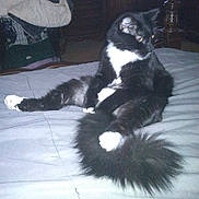 Sockies joined the competition — help win amazing prizes! cat, black_and_white, fluffy, bed, indoors, feline, pet, relaxed, stretching, fur, animal, cozy, paws, tail, looking_away, resting, domestic, cute, whiskers, mammal