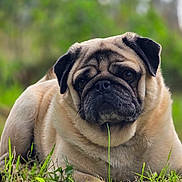 Power a rejoint le concours — aidez-le/la à gagner de superbes lots ! animal, brown, canine, closeup, cute, dog, ears, expression, face, fur, grass, laying, mammal, nature, outdoor, pet, portrait, pug, snout, whiskers