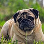 animal, brown, canine, closeup, cute, dog, ears, expression, face, fur, grass, laying, mammal, nature, outdoor, pet, portrait, pug, snout, whiskers