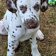 Buzz participe au concours pour gagner de l'argent avec cette photo : dalmatian, puppy, dog, sitting, outdoor, grass, dry_grass, toy, rope_toy, pet, animal, spotted, white, brown_spots, ears, face, nose, paws, young, looking_up