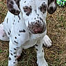 animal, brown_spots, dalmatian, dog, dry_grass, ears, face, grass, looking_up, nose, outdoor, paws, pet, puppy, rope_toy, sitting, spotted, toy, white, young