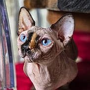 Unity a rejoint le concours — aidez-le/la à gagner de superbes lots ! sphynx_cat, cat, blue_eyes, hairless, pet, animal, indoor, close_up, wrinkled_skin, large_ears, curious, portrait, feline, unique_markings, domestic_cat, looking_away, soft_background, warm_colors, focused, cute