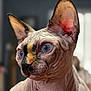 Unity a rejoint le concours — aidez-le/la à gagner de superbes lots ! sphynx_cat, cat, blue_eyes, wrinkled_skin, close_up, portrait, indoor, pet, animal, feline, hairless, curious, looking_away, soft_light, detailed, unique, ears, whiskers, face, focus