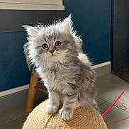 Chanel participe au concours pour gagner de l'argent avec cette photo : kitten, cat, pet, fluffy, gray_cat, indoor, scratching_post, furniture, window, curious, cute, animal, small, young, floor, blue_wall, light, playing, domestic_cat, cozy