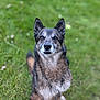 Yoshee participe au concours pour gagner de l'argent avec cette photo : dog, animal, pet, outdoor, grass, nature, canine, fur, ears, alert, sitting, brown, black, white, eyes, portrait, muzzle, snout, friendly, companion