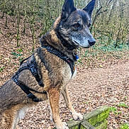 Yoshee participe au concours pour gagner de l'argent avec cette photo : dog, canine, harness, outdoor, forest, trees, leaves, wooden_fence, animal, nature, brown_fur, alert, standing, moss, path, daylight, ears_up, pet, walking_trail, woods