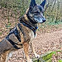 dog, canine, harness, outdoor, forest, trees, leaves, wooden_fence, animal, nature, brown_fur, alert, standing, moss, path, daylight, ears_up, pet, walking_trail, woods